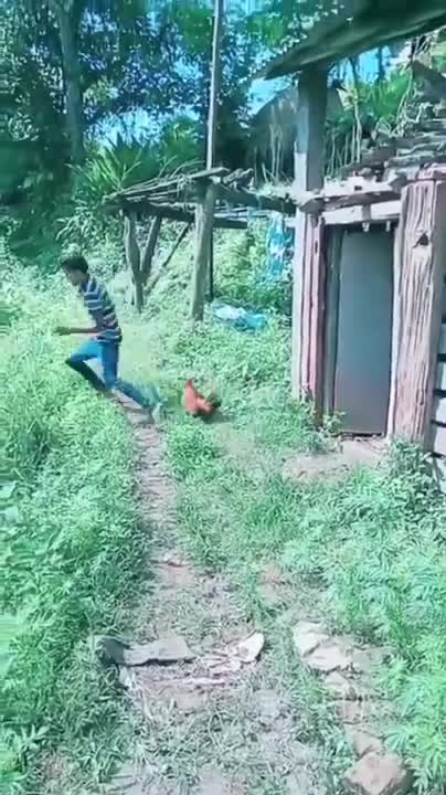 People! Hilarious! Funniest Animals Videos