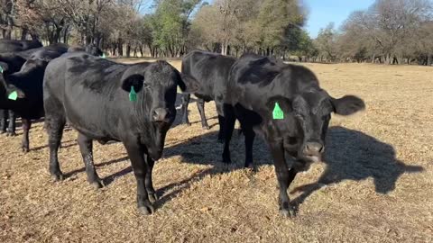 46- Spring calving Angus+/Brangus heifers.