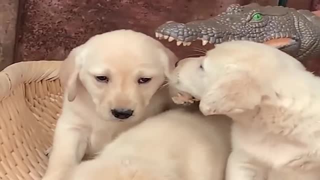 Cute Dog Playing With Music.