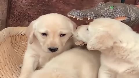 Cute Dog Playing With Music.