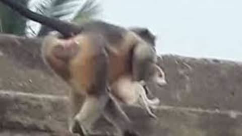 MONKEY WHACK 250 DOGS IN REVENGE FOR KILLING A BABY MONKEY