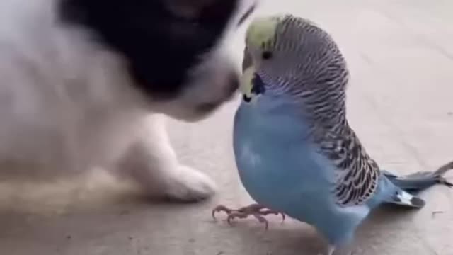 Fully Por children's entertainment.