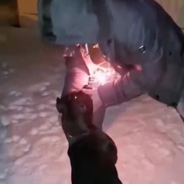 My uncle's dog 🐕 so very naughty look what he did 😁