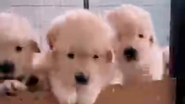 baby dogs_batch