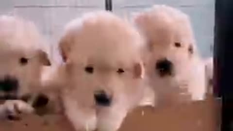 baby dogs_batch