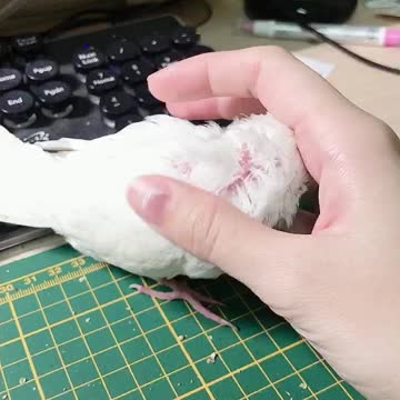 Minibuger cockatiel 20