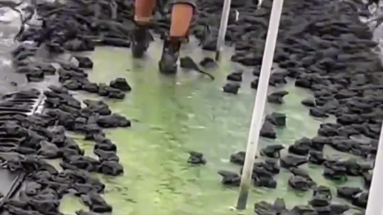 This is some serious frog farming!