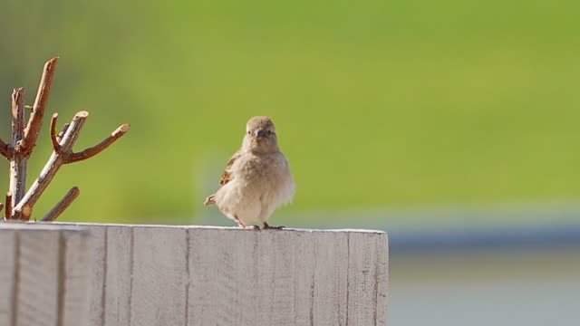 cute bird and fun