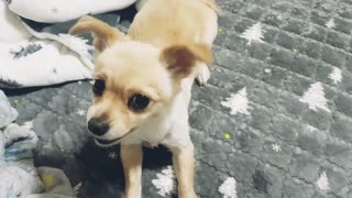 Sigorzav puppy dog