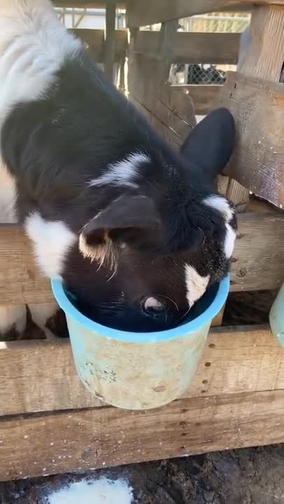 Cow Shows How He Earned His Name _ ViralHog