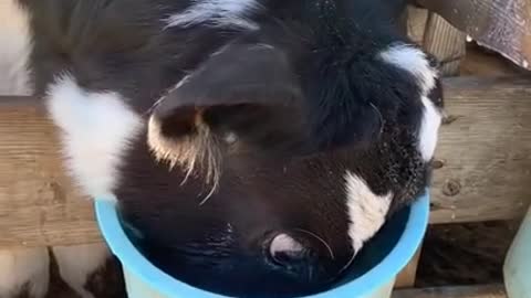 Cow Shows How He Earned His Name _ ViralHog