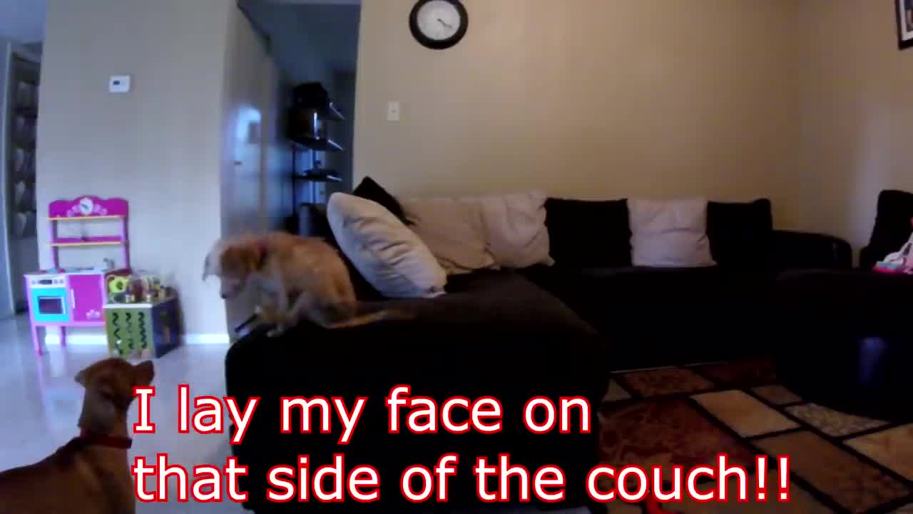 Strange Dog Behaviors While Alone!