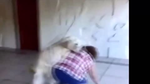 here is a dog trying to copulate with his mistress. it's hilarious