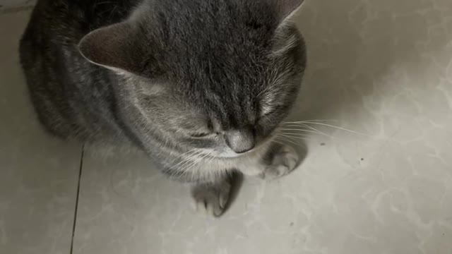 A cat that doesn't let the cat go out and get angry again