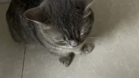 A cat that doesn't let the cat go out and get angry again