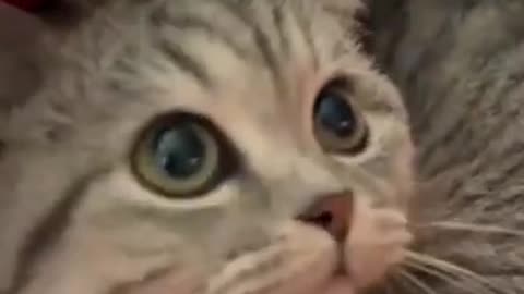 Cat funny video 🐈😁😁🐈