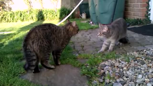 Two tomcats in a conflict situation.