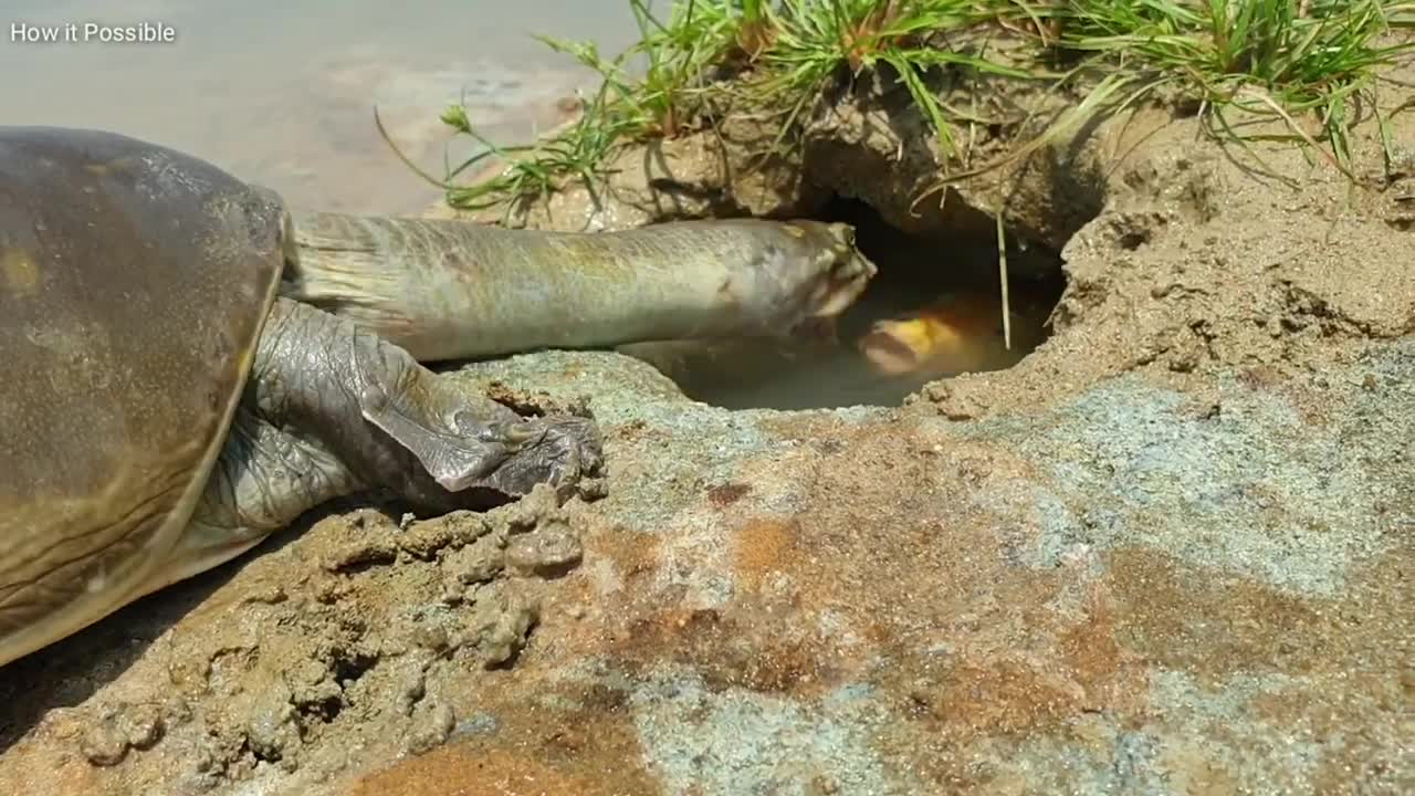 Traditional Hunter Turtle Hunting Koi Fish