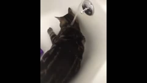 The cat wants to wash.