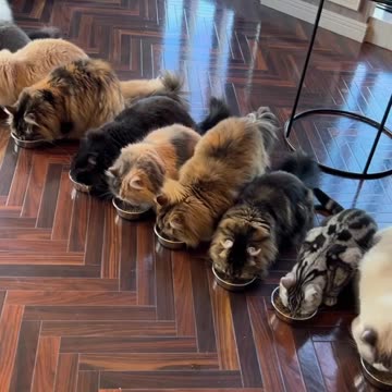 The MOA Cat ladies 😱😱😱