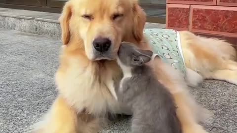 Kitty massage..🐕🐾🐈😍