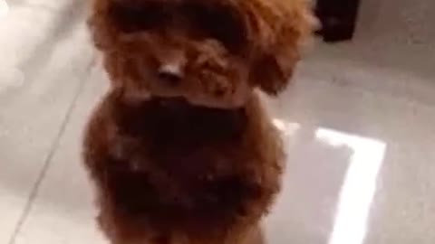 Funny animals