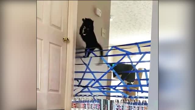 Smart Cat