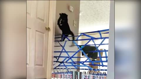 Smart Cat