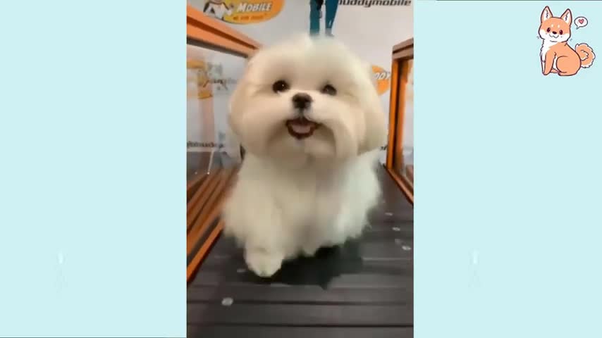 Cute Puppy Videos Compilation 2021 - Cute and Funny Puppies Videos Compilation #4