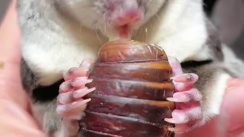 好可爱