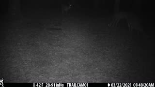 3 Deer (Does) 3-22-21