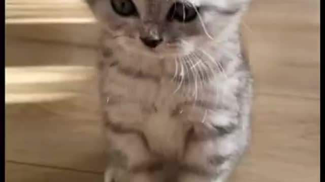 the kitten is cute and funny