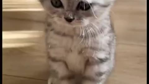 the kitten is cute and funny