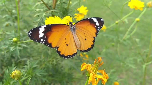 Nature and butterflies