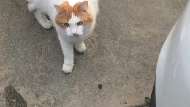 Alaska friendy cat