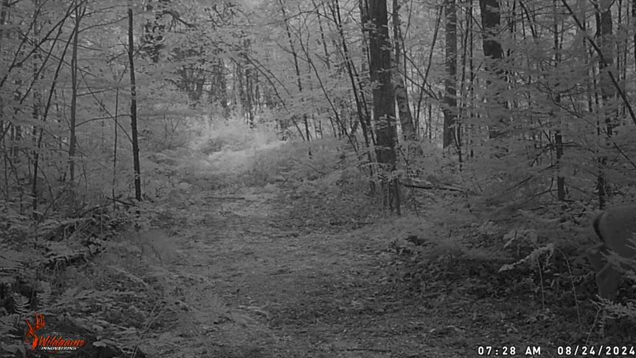 trail cam 5