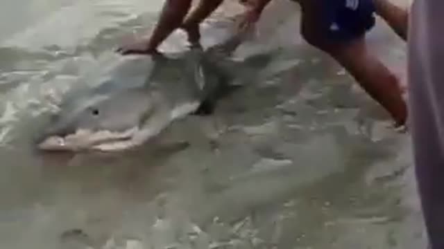 shark stranded on the beach was saved by swimmers