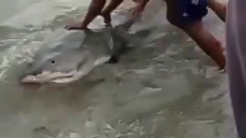 shark stranded on the beach was saved by swimmers