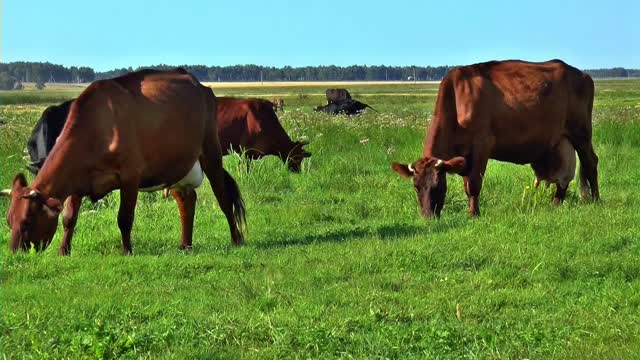 Summer is near and a meadow of a cow herd emerges between a nature field and the grass