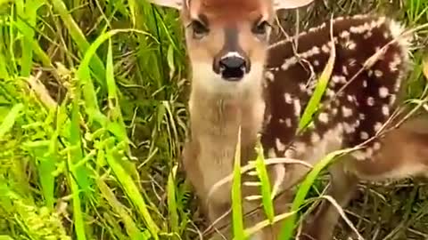 Deer voice deer children's 👍🙇‍♂️ I very like it.