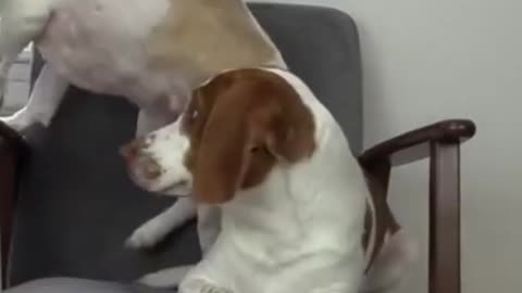 Funny dog Reaction 😂😱