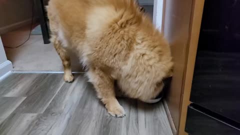 Chow chow wants dinner