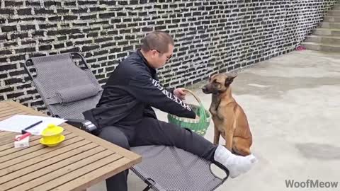 Dog jumping and bite trainer