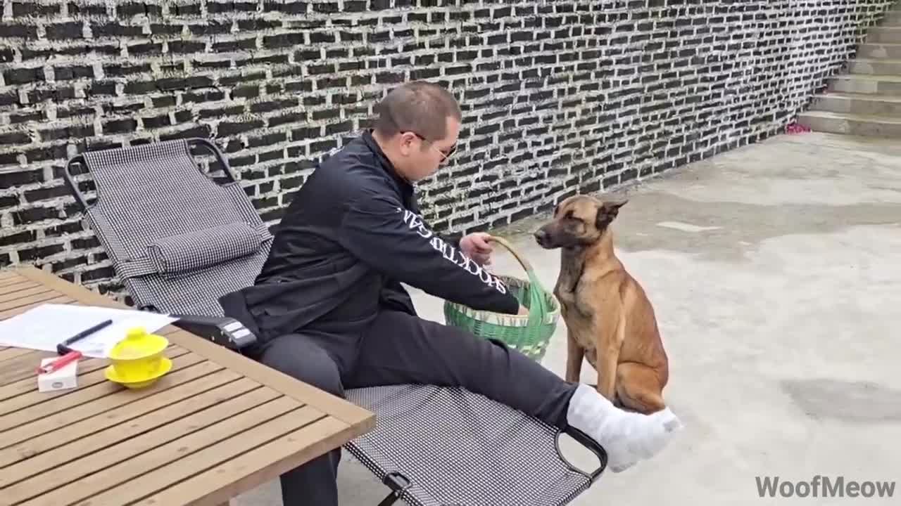 Dog jumping and bite trainer