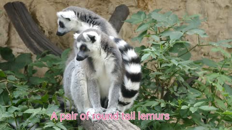 FlamingoFlocks and round tail lemurs