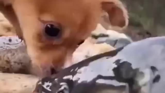 HILARIOUS 🤣 | Funny Dog & Fish Fails | Good bois 🐟