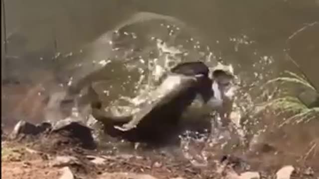 Fish catching pegiuns amazing