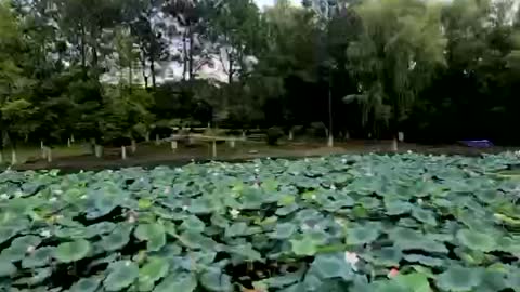 The lotus flower in the pond is so beautiful