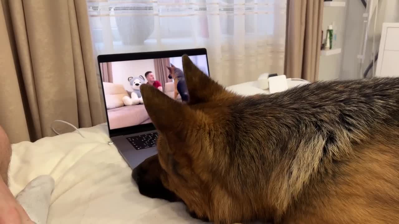 to himself oFunny German Shepherd Reactsn Youtube Video