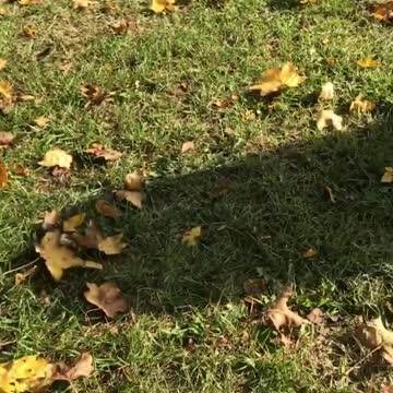 Funny Video of Dog Ignored His Friend